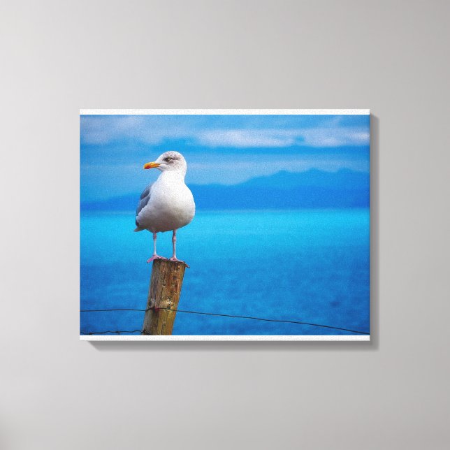 Photograph of seagull bird standing canvas print (Front)