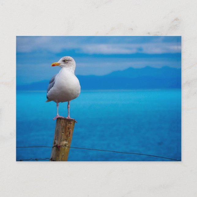 Photograph of seagull bird standing postcard (Front)