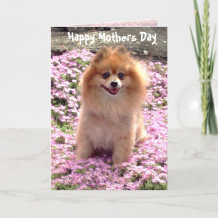 Photograph Pink Pomeranian Happy Mothers Day Card