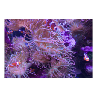 Photograph #Y008 on EXTRA LARGE Poster