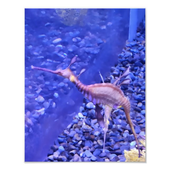 Photograph #Y040 on MEDIUM SIZE Poster (Front)