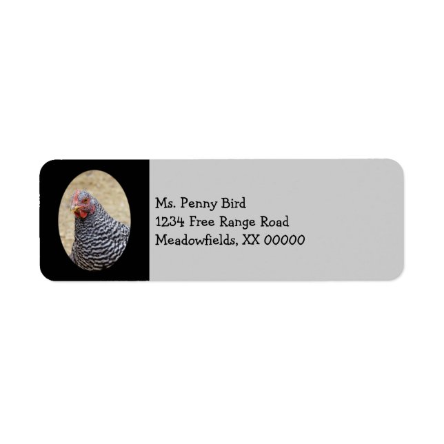 Photographe de Plymouth Barred Rock (Devant)