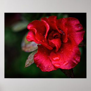 Photographic Art - Red Flower in the Rain. Poster