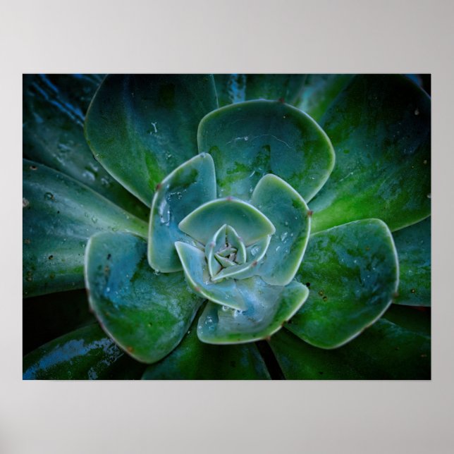 Photographic Artwork - Evergreen Plant Poster (Front)
