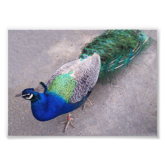 Photographic Print (Front)