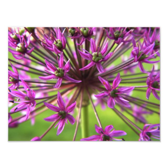 Photographie à fleurs violettes (Devant)