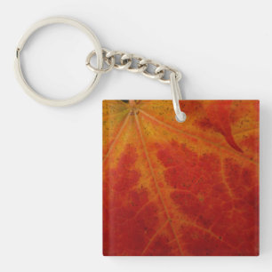Photographie abstraite de la feuille d'érable roug