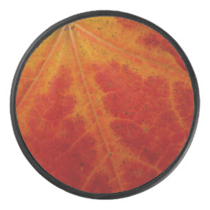 Photographie abstraite de la feuille d'érable roug