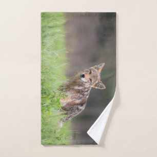 Photographie animale, Coyote Brown