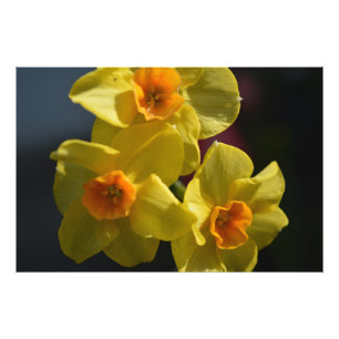 Photographie artistique de jonquille jaune de prin