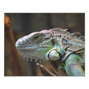 Photographie avec tête d'un lézard Iguana color