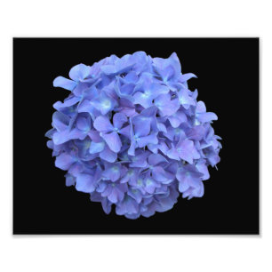 Photographie bleue de fleur d'hortensia