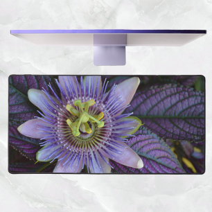 Photographie botanique de Passiflora violette