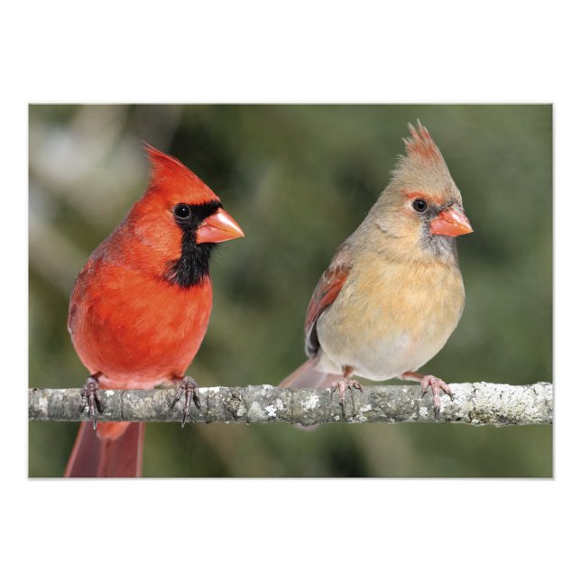 Photographie Cardinal Nord Imprimer (Devant)