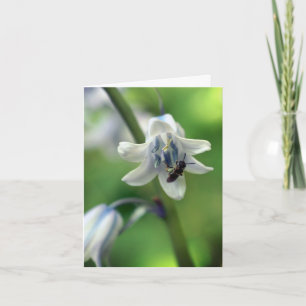 Photographie d'abeille sur fleur de jacinthe des b