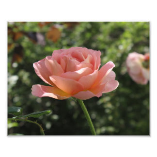 Photographie d'Abraham Darby Rose