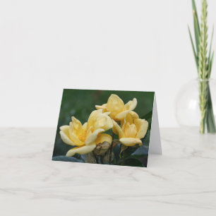 Photographie de bourgeons de rose jaune