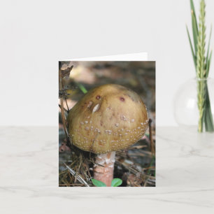 Photographie de champignons forestiers
