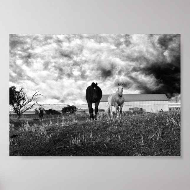 Photographie de Cheval Blanc Noir, Poster (Devant)