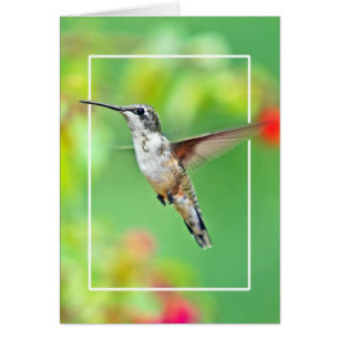 Photographie de colibri