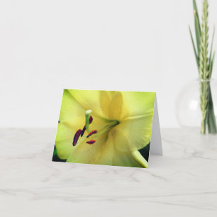 Photographie de fleur de lys jaune pâle