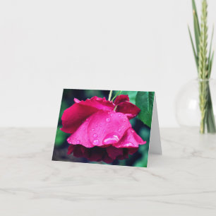 Photographie de fleur de rose rouge après la pluie