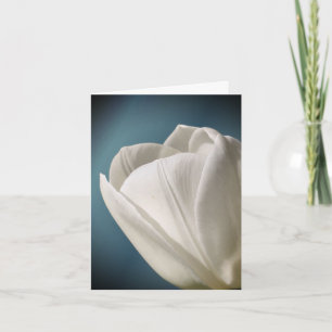 Photographie de fleur de tulipe blanche 