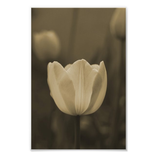 Photographie de fleur de Tulipe simple imprimer sé (Devant)