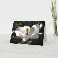 photographie de fleur magnolia carte de voeux art