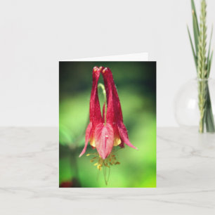 Photographie de fleur sauvage d'Aquilegie rouge 