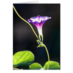 Photographie de gloire de matin de "gloire"
