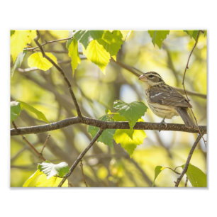 Photographie de Grosbeak à poitrine Rose féminine 