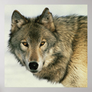 Photographie de la faune Poster de loup gris 24x24