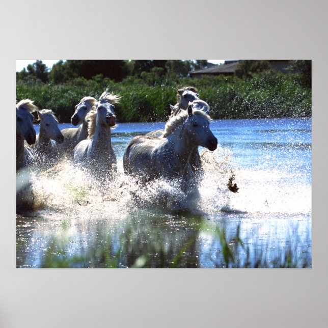 Photographie de la faune Poster des Chevaux sauvag (Devant)