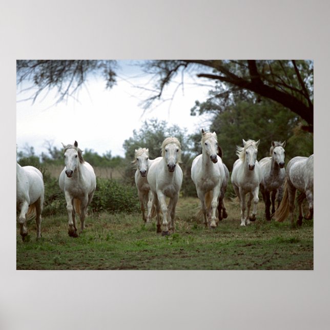 Photographie de la faune Poster des Chevaux sauvag (Devant)