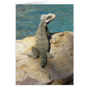 Photographie de la faune tropicale d'Iguana