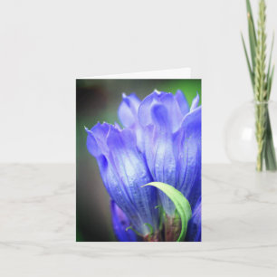 Photographie de la fleur de gentiane bleue 