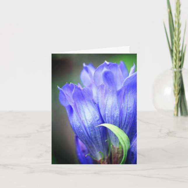 Photographie de la fleur de gentiane bleue  (Devant)