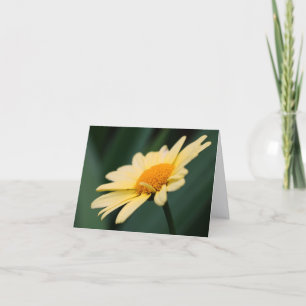 Photographie de la fleur de marguerite glorieuse