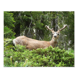 Photographie de la nature de cerfs à Yosemite