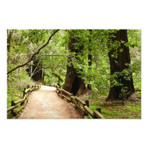 Photographie de la nature du chemin de Muir Woods 