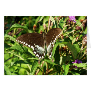 Photographie de la nature du papillon noir Swallow