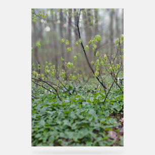 Photographie de la nature du sol de la forêt des C