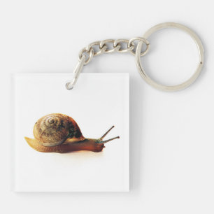 Photographie de la nature d'un escargot de jardin
