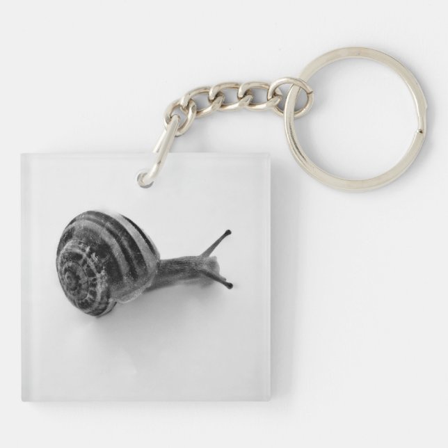 Photographie de la nature d'un escargot de jardin (Dos)