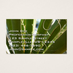 Photographie de la nature verte Feuille du Yucca