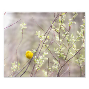 Photographie de la Paruline jaune Imprimer