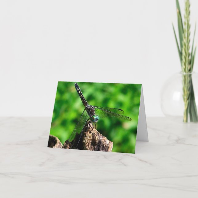 Photographie de libellule de près dans la nature  (Devant)