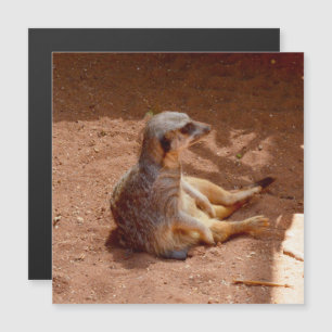 Photographie de Meerkat assis, carte magnétique