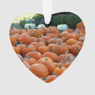 Photographie de récolte d'automne des citrouilles 